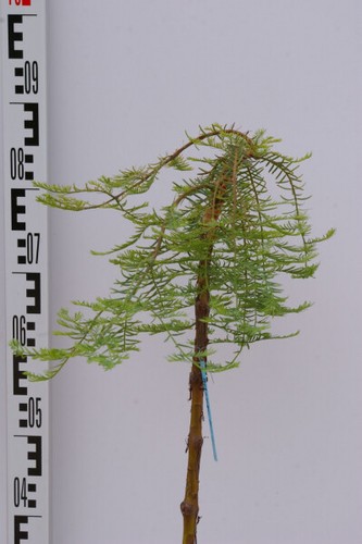Metasequoia glyptostroboides