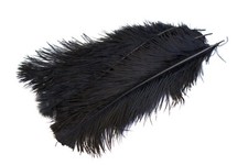 5 Straußenfedern ca. 30 - 40cm Vogelfedern Schmuckfedern Deko Federn Strauß