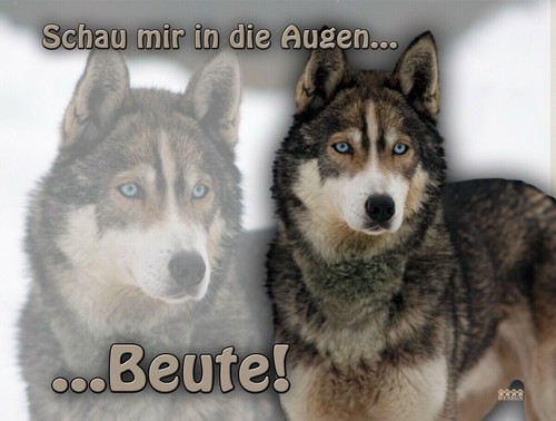 Siberian husky schlittenhund - siberian,