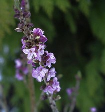 Roter Märzenseidelbast