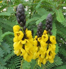 SAMEN für draußen Kerzen-Strauch tolle Pflanzen Samenzeit Schönheit Winter-Ga