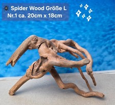 🪸 Moorkienwurzel-