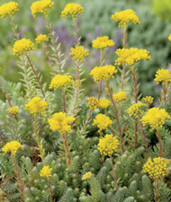 10 Felsen Mauerpfeffer gelb blühend, Steingarten