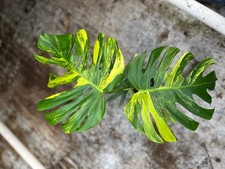 Monstera Aurea Variegata –