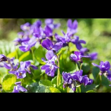 Viola odorata 'Königin Charlotte' - Garten-Duft-Veilchen 'Königin Charlotte' -…