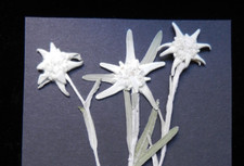 3x echtes Edelweiß ,gepreßt