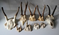 Rehgeweihe, Spießerhirsch, Gams, Konvolut, 9 Stück, Krickerl, Bastler ,Deko