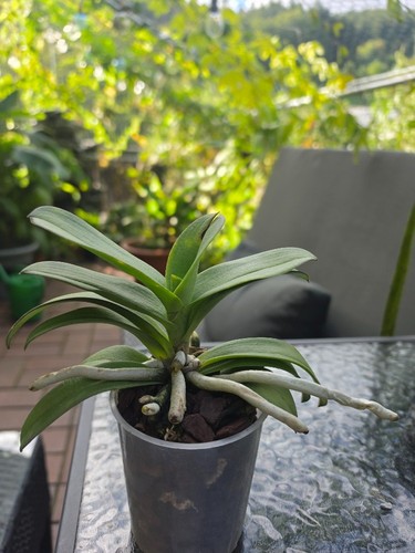 Vandaenopsis pulcherrimin - vandaenopsis,