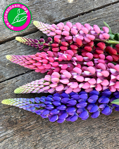 Lupine mix cottage - mix, 🏡