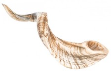 Nadeco schafshorn poliert - nadeco,