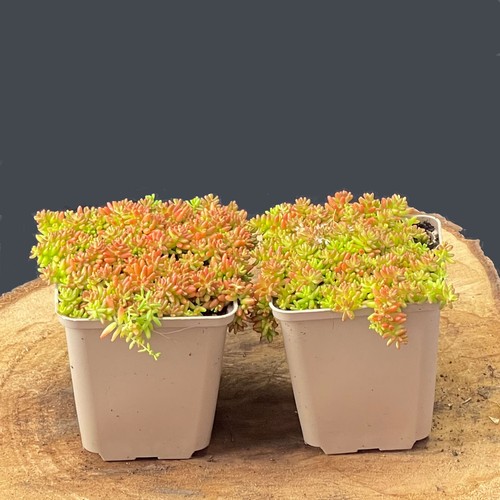 Fettblatt sedum album - ,