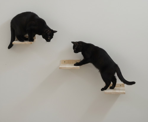 Lottchen catwalk katzentreppe - lottchen,
