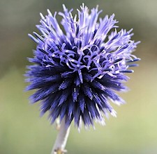 Kugeldistel im Topf