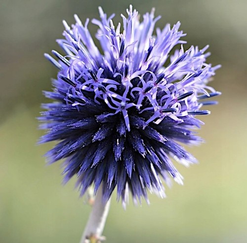 Kugeldistel topf - kugeldistel, im