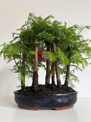 Metasequoia waldbonsai - metasequoia,