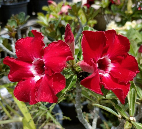 Wüstenrose adenium obesum - -,