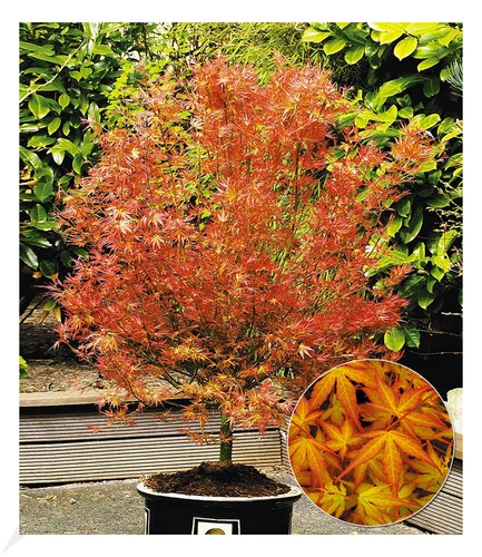 Japanischer ahorn katsura - ahorn, 'katsura',