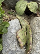 Feigenkaktus Feige Kaktus Kakteen Optunien Ableger Ohr winterhart wenig Stachel
