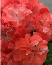 Pelargonie jungpflanze lia - pelargonie,