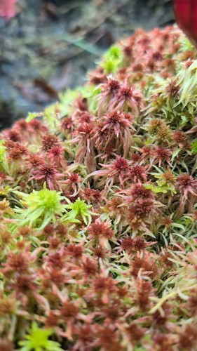 Kg lebendes sphagnum - 1,