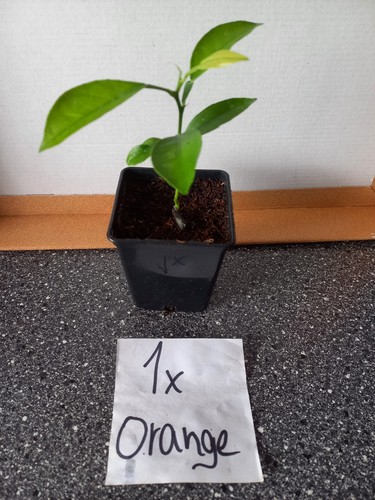 Zitronen und orangenbaum - orangenbaum,