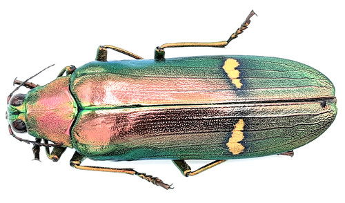 Buprestidae megaloxantha - buprestidae,,