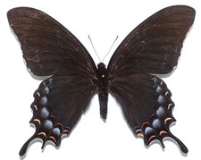 PAPILIO GARAMAS TAPATIO FEMALE