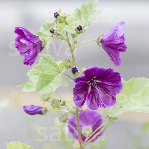 Mehrjährige blume blaue - mehrjährige, blume,