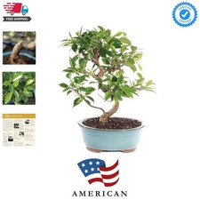 Live Golden Gate Ficus Bonsai