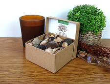 Große fossil box trilobit - 80+,