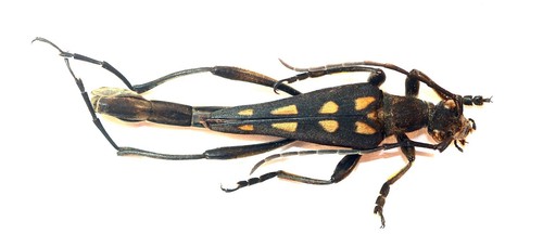 Coleoptera cerambycidae - coleoptera,,
