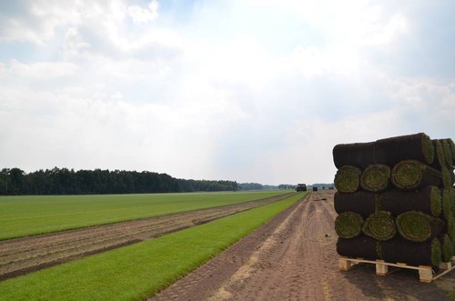 Premium rollrasen hamburg - rollrasen*,