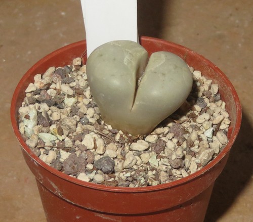 Lithops ruschiorum - , v