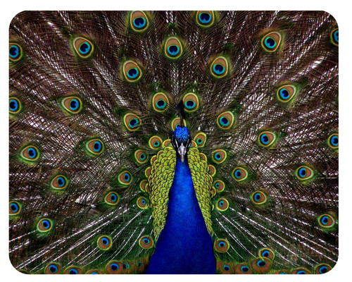 Mousepad pfau 24x19 - 24x19, peacock