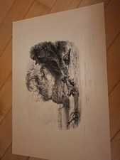 Construction Des Castors Beaver Hut 