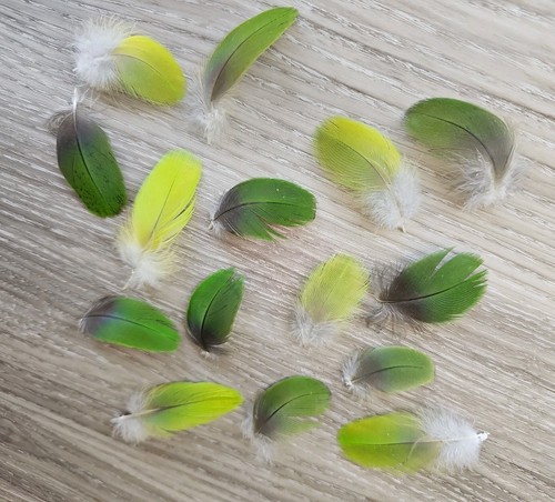 Grüne vogelfeder - grüne, 💚