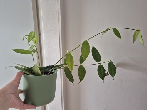 Hoya danumensis ssp amarii - ssp.,
