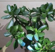 6 Pfennigbaum Ableger / Glückbaum Ableger 