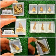 Fossiler Haifischzahn, Onchosaurus, Spinosaurus, Mosasaurier Dinosaurier Zähne BOX