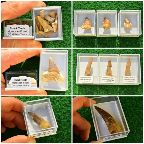 Fossil haizahn onchosaurus - haizahn,,