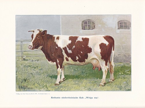 Rotbunte kuh wolga224 - kuh, "wolga224"