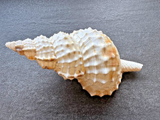 Große Ranella olearium