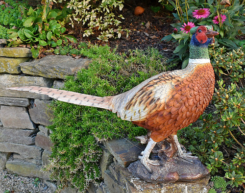Fasan lebensecht 65 cm - ❀,