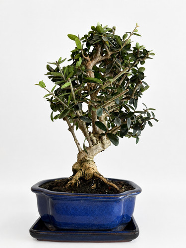 Bonsai olea europaea jahre - 10,