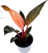 Philodendron Pink Birkin