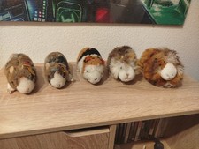 Steif+ Kösen Meerschweinchen