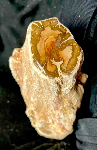 Versteinertes holz eine seite - versteinertes,