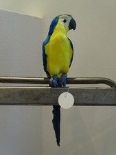 Papagei Dekofigur Vogel blau