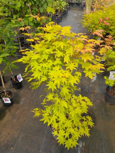 Acer palmatum summer gold - palmatum,