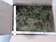 Seemoos/ Meerschaum für